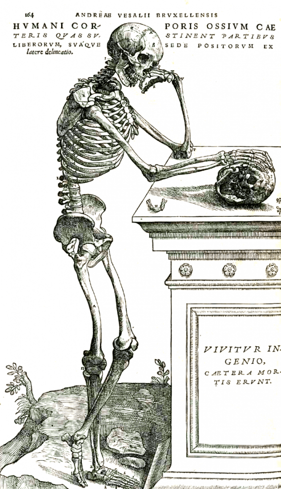 Vesalius_164frc