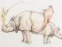 rhinocéros